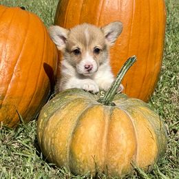 Maple - Red female Pembroke Welsh Corgi puppy in Marshall, Missouri from The King’s Corgis
