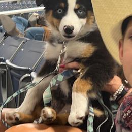 Australian Shepherd Puppies from Smokin K Aussies