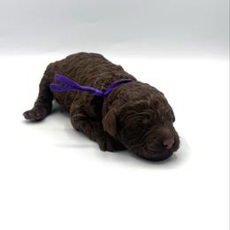 Toast - Chocolate male Goldendoodle puppy in Pulaski, Tennessee from Doodle My Heart