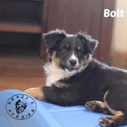 Bolt - Black tri female Miniature Australian Shepherd puppy in Garden Plain, Kansas from Krazy K Aussies