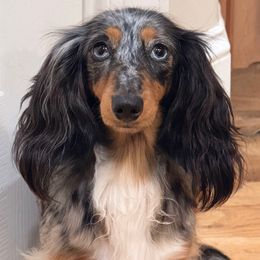 Lacey - Dachshund