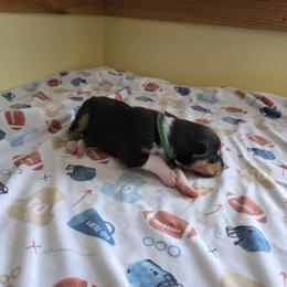 Forest Green - Black white and tan male Collie puppy in Wykoff, Minnesota from Country Collies