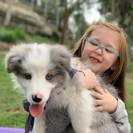 Border Collie Puppies from Cascade Sun Kennels