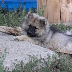 Mateo - Keeshond