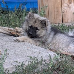 Mateo - Keeshond