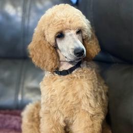 Ziva - Apricot female Poodle puppy in Brooksville, Florida from Ariella Standard Poodles & Chinese Cresteds
