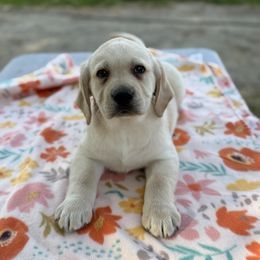Boy 2 - Yellow male Labrador Retriever puppy in Ledyard, Connecticut from Outback Stables