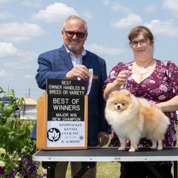 Fantasy - Pomeranian