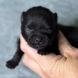GRACE - Black female Pomeranian puppy in Kingwood, Texas from Treasured Jewels Pomeranians