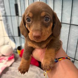 Girl 1 - Chocolate and tan female Dachshund puppy in Fort Lauderdale, Florida from Tropic Dachshunds