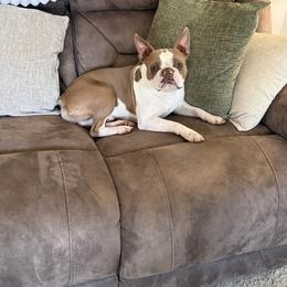 Camo - Boston Terrier