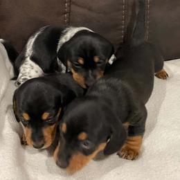 Dachshund puppies from Adorable Doxxies
