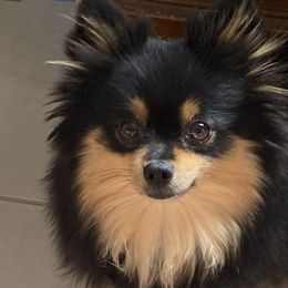 Pomeranians from Nora’s Pomeranian Newbies