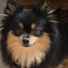 Pomeranians from Nora’s Pomeranian Newbies