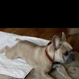 French Bulldog Puppies from Lilac City French Bulldogs