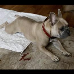 French Bulldog Puppies from Lilac City French Bulldogs