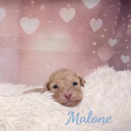 Malone - Apricot male Goldendoodle puppy in Rising Sun, Indiana from Ruby Lane Doodles