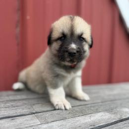 Girl 3 Jolene pink collar - Fawn female Anatolian Pyrenees puppy in Clifton, Illinois from Mcginnis Guardian Dogs