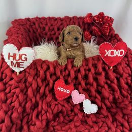 Goldendoodle Puppies from Maryland Designer Doodles