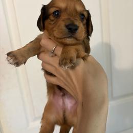 Coffee - Red male Dachshund puppy in Conroe, Texas from R&M Dachshunds