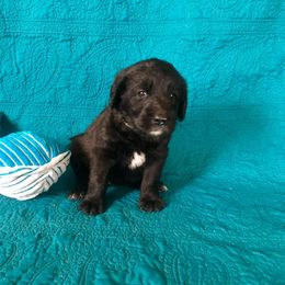 Goldendoodle and Labradoodle Puppies from Endless Pawsabilities Breeding and Training