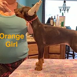 Doberman Pinscher and Miniature Pinscher Puppies from Ronald Rutledge