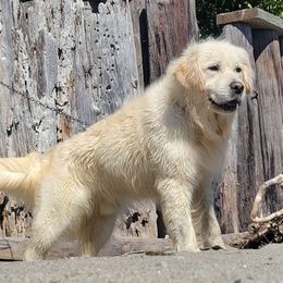 ROMEO - Golden Retriever puppy from Alpine Valley Ranch-European English Cream Golden Retriever