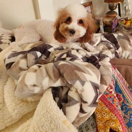 Merci - Goldendoodle