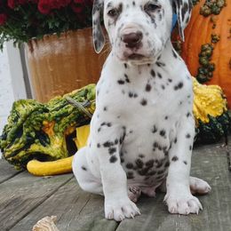 Dalmatian Puppies from Cookies & Cream Dalmatians