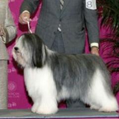 Polish Lowland Sheepdogs from Kristine Kim