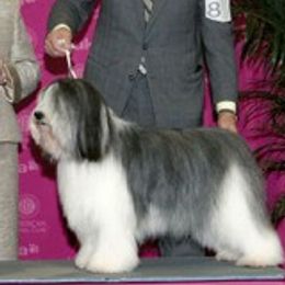 Polish Lowland Sheepdogs from Kristine Kim