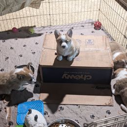 Pembroke Welsh Corgi Puppies from Sunny-Side Corgis