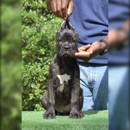 Female 2 - Black brindle female Cane Corso puppy in Willis, Texas from Royal Guardian Cane Corso