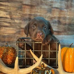 Rex - Chocolate male Labrador Retriever puppy in Isle, Minnesota from Dog Ear Outfitters