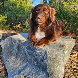 Dixie - Miniature American Shepherd