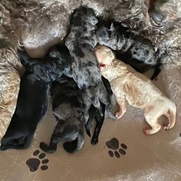 Boy 2 - Merle male Goldendoodle puppy in Greenville, South Carolina from Law Doodles of SC