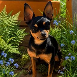 Dozer - Prague Ratter