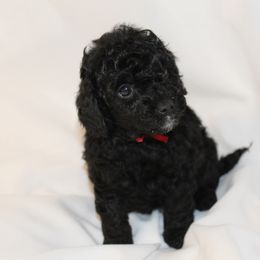 Holly (Red collar girl) - Black female Cavapoo puppy in Eagle Mountain, Utah from Liberty Farms Puppies