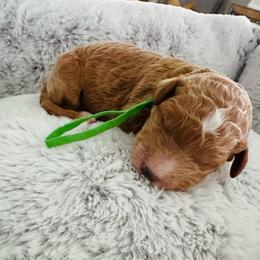 Green - Red  male Goldendoodle puppy in Miami, Florida from GoldStar Doodles USA