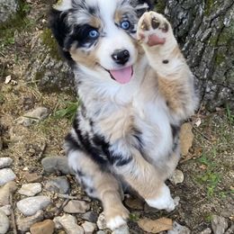 Miniature Australian Shepherd and Toy Australian Shepherd Puppies from Rye Hill Aussies