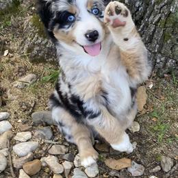 Miniature Australian Shepherd and Toy Australian Shepherd Puppies from Rye Hill Aussies