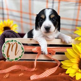 Milkshake 2800 - Piebald male Dachshund puppy in Hendersonville, North Carolina from Snarky Doxy Miniature Dachshunds