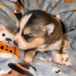 Raj - Wolf sable male Pomsky puppy in Cumberland County, Pennsylvania from M&L Pomskies