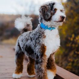 Bernedoodle puppies from Southern Utah Doodles & Poodles