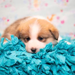 Holly - Sable female Pembroke Welsh Corgi puppy in Dobson, North Carolina from Clover S Farm