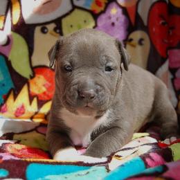 Red Collar boy - Blue male American Bully puppy in Sandy Hook, Connecticut from Fia Bullies
