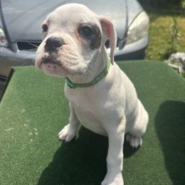 Green - White female Boxer puppy in Newark, Ohio from S & B Boxers