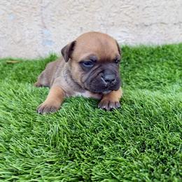 Female 3 - Red female Staffordshire Bull Terrier puppy in Lakeland, Florida from English Creek Staffords
