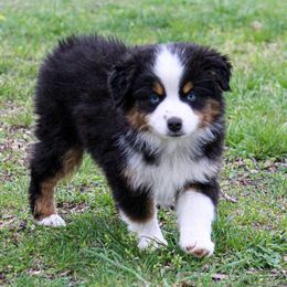 Miniature Australian Shepherd and Toy Australian Shepherd Puppies from Blue Springs Aussies