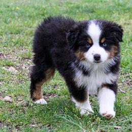 Miniature Australian Shepherd and Toy Australian Shepherd Puppies from Blue Springs Aussies